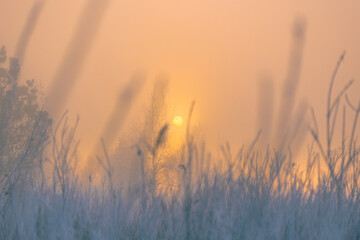 The sun is rising over a frosty grass meadow, covered with morning rime. Focus on the background.
