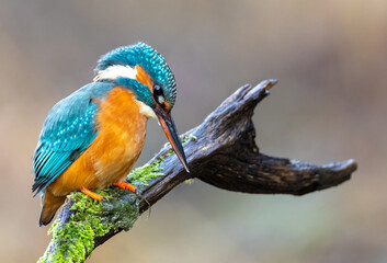 Eisvogel