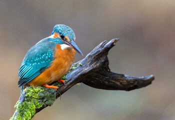 Eisvogel