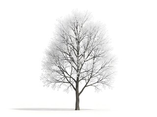 Deciduous tree covered in frost or light snow isolated on white background