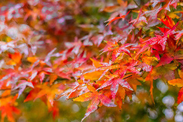 A Japanese maple tree in a park on a rainy day, with bright wet leaves in the foreground