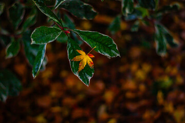 Fallen autumn leaf on a dark background