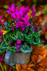 Purple cyclamens in a metal mug in an autumn garden, vertical close-up shot