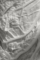 Abstract texture of chinese cabbage leaf closeup. Color of the year 2026 inspired background