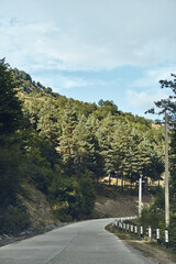 Fototapeta premium Winding road cuts through a lush forest landscape, tall trees lining the pavement and distant hills under a bright sky, creating a serene outdoor travel scene and calm atmosphere.