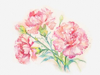 Watercolor painting of carnation on a white aquarelle paper background