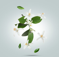 Beautiful flowers and green leaves of citrus plant falling on grey gradient background