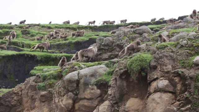 Ethiopia, Simien Mountains National Park. Herds of the Geladas (Gelada baboon, Theropithecus gelada, commonly known as the bleeding-heart monkey) crossing Ethopian Highlands