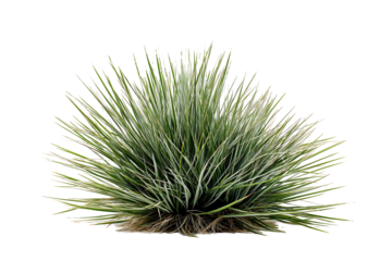 Spiky desert grass cluster with long green blades isolated on white background