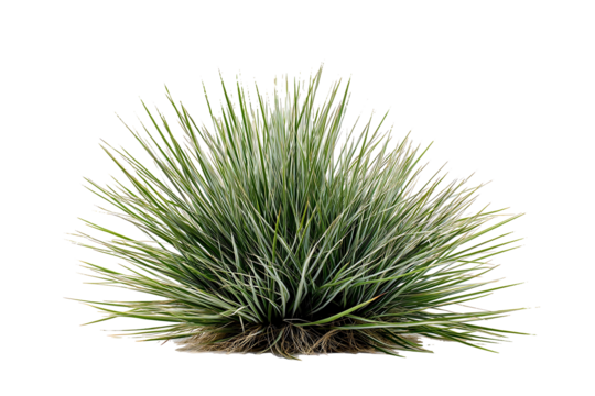 Spiky desert grass cluster with long green blades isolated on white background