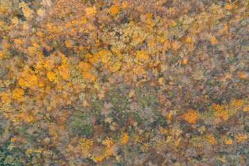 Aerial top down view of dense autumn forest canopy with yellow and orange trees. Colorful nature texture and seasonal woodland pattern background.