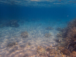 Blue and clear underwater scene featuring Posidonia oceanica seagrass thriving on the seabed of Costa Blanca, Mediterranean Sea.