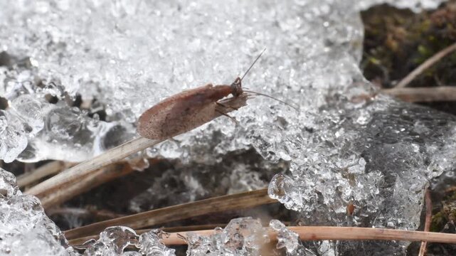 lacewing comes out of snow after winter hibernation, INSECT ON SNOW, CRISOPIDAE, Brown Lacewing, Gran Paradiso National Park, Cogne, Valnontey, Valle d'Aosta, Italy,