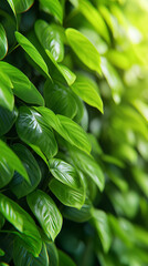 Obraz premium Lush green leaves fill the frame, illuminated by soft natural sunlight. 
