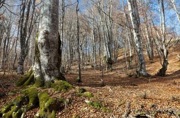 Autumn landscape in Durmitor National Park