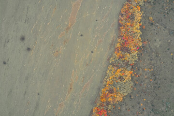 Aerial top down view of diagonal forest windbreak dividing dry field and steppe. Autumn nature texture and geometric landscape pattern background.
