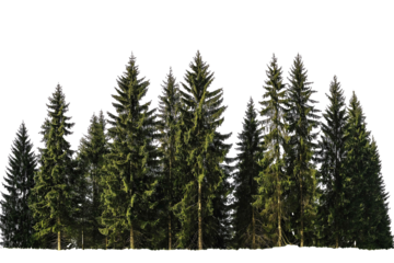 Stand of tall conifer trees with dark green needles isolated on white background