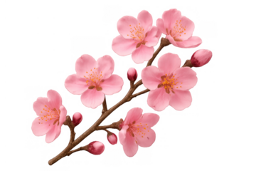 Cherry blossom branch opening in spring, soft pink flowers and buds blooming, transparent background