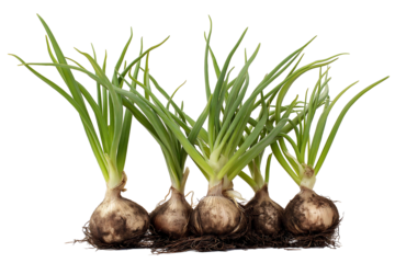 Cluster of green onion plants with bulbs isolated on white background
