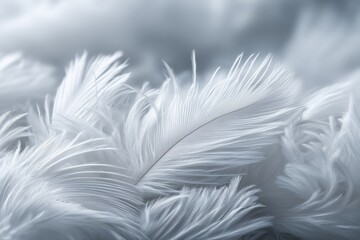 Fototapeta premium Soft White Feathers in Gentle Light
