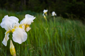 Fototapeta premium Spring Iris Flowers