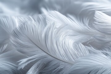 Obraz premium Close-Up of Soft White Feathers Texture