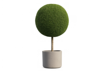 Green topiary plant in white pot with round shape, modern decorative element for home and office decor transparent background