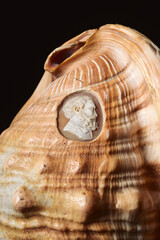 cam&eacute;e d'homme grav&eacute; dans un coquillage