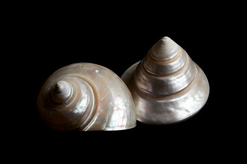 deux coquillages nacr&eacute;s en spirale
