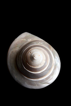 coquillage nacr&eacute; en spirale