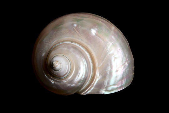 coquillage nacr&eacute; en spirale