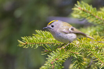 Goldcrest - male bird at forest in spring