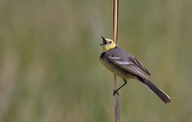 Citrine Wagtail - male bird at a wetland in spring