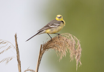 Citrine Wagtail - male bird at a wetland in spring