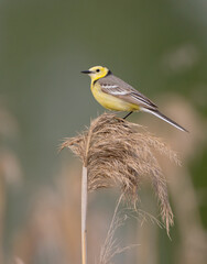 Citrine Wagtail - male bird at a wetland in spring