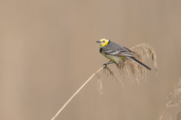 Citrine Wagtail - male bird at a wetland in spring