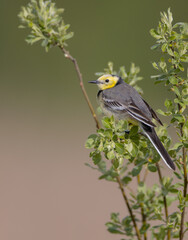Citrine Wagtail - male bird at a wetland in spring