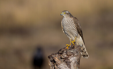 Eurasian Sparrowhawk - young male at the wet forest in autumn