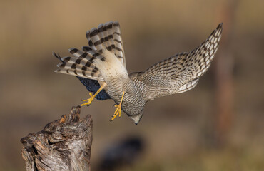 Eurasian Sparrowhawk - young male at the wet forest in autumn