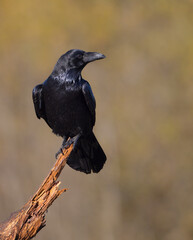 Common Raven - in autumn at a wetland