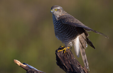 Eurasian Sparrowhawk - young male at the wet forest in autumn