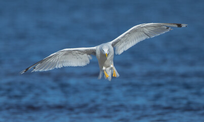 Herring Gull - adult bird at the seashore in autumn