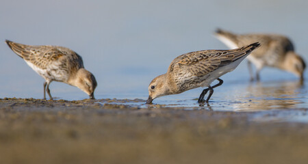 Dunlin - at a seashore on the autumn migration way