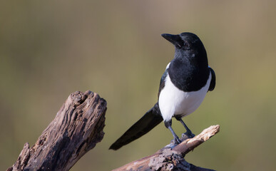 Common Magpie - at a wetland in autumn