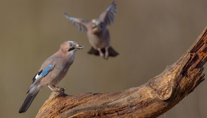 Eurasian Jay - in autumn  at a wetland