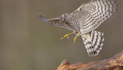 Eurasian Sparrowhawk - young male at the wet forest in autumn