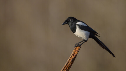 Obraz premium Common Magpie - at a wetland in autumn