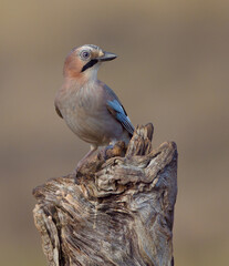 Eurasian Jay - in autumn  at a wetland