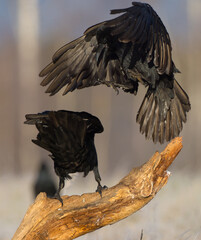 Fototapeta premium Common Raven - in autumn at a wetland