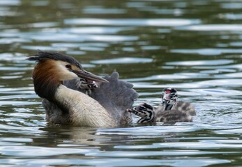 Great crested grebe	